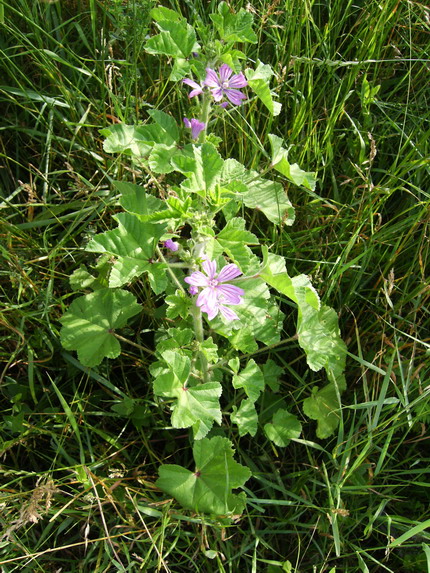 Knautia drymeia e Malva sylvestris